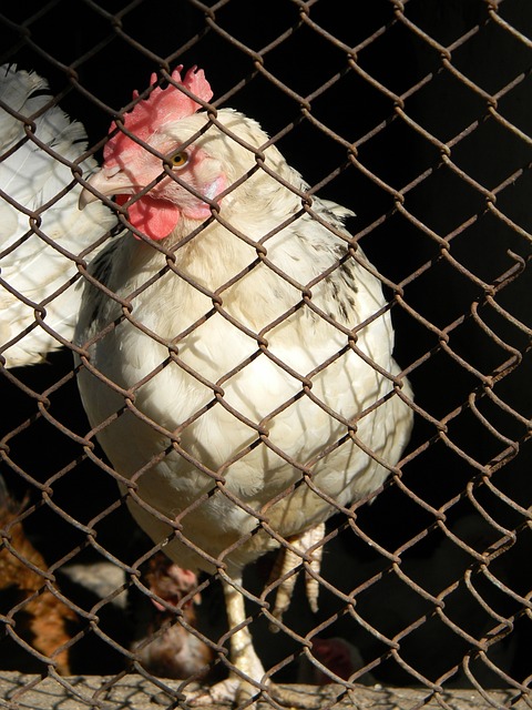 詹姆斯·哈登表现出色，快船遭遇西部第八的挑战.